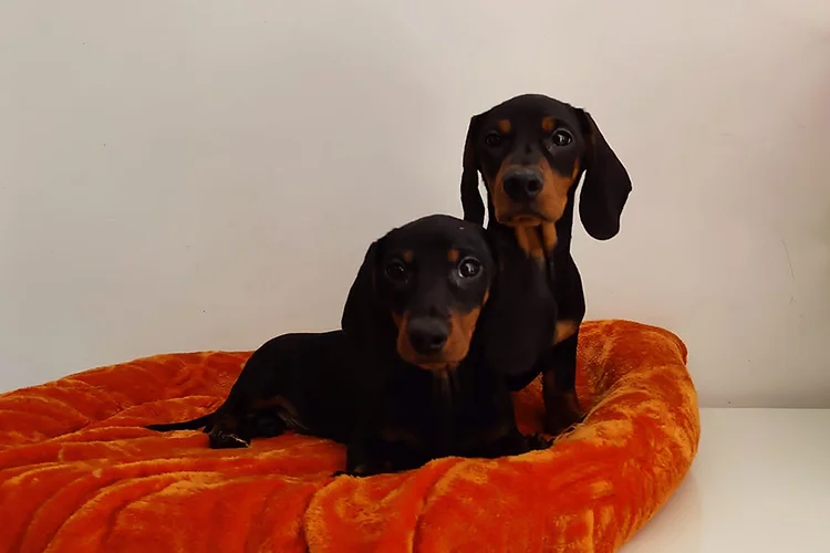 dachshund puppies for sale in dubai amazingpetslife