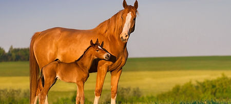 idees-recues-elevage-de-chevaux-2.jpg