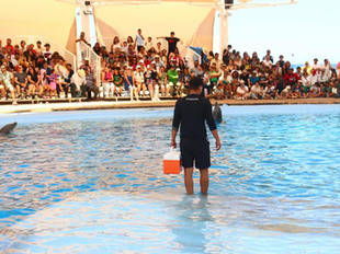 Gobierno de Sonora invita a visitar el Delfinario Sonora durante el periodo vacacional