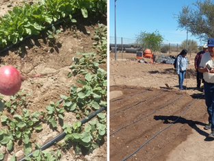 Fortalece Universidad del Pueblo Yaqui modelo productivo de soberanía alimentaria