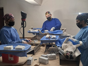 Más de 15 mil servicios de bienestar animal brinda el Gobierno de Sonora en 2025