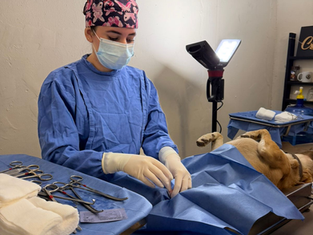 Bienestar Animal impulsa jornada gratuita de esterilización en Hermosillo