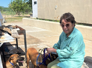 Beneficia Gobierno de Sonora la salud animal con jornada de esterilización en San Pedro