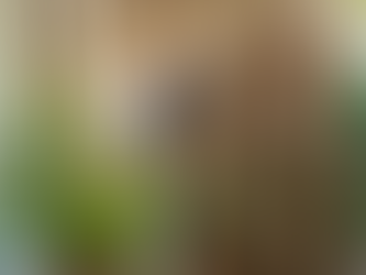 Intensifica Gobierno de Sonora acciones de control del dengue en el estado