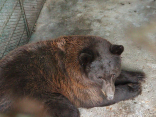 Gobierno de Sonora reintegra osa negra al hábitat natural en la sierra del estado