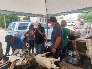 Beneficia Gobierno de Sonora la salud animal con jornada de esterilización en Hermosillo