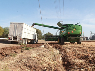 Llama Sagarhpa a productores de trigo panificable a realizar trámite de pago del ciclo 2024–2025