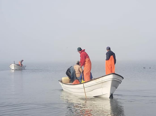 Gobierno de Sonora anuncia el levantamiento de la veda de camarón en beneficio de los pescadores