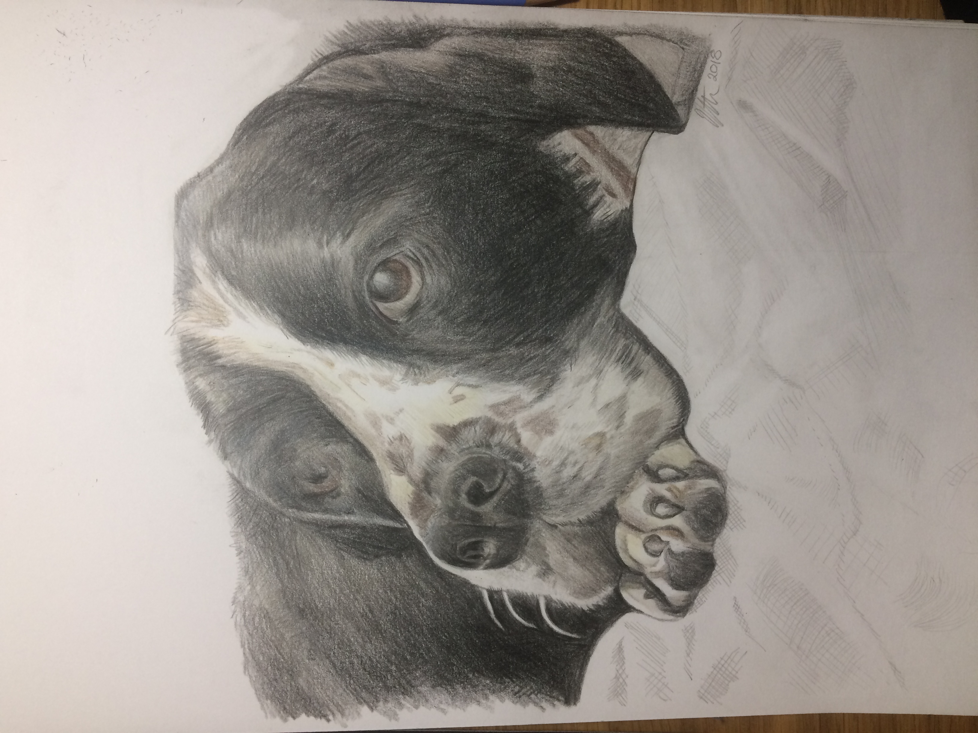 Great Dane