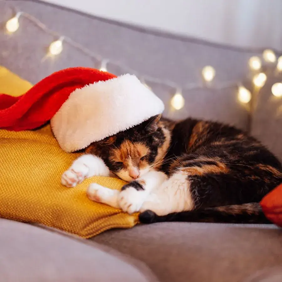 Eine schlafende Katze liegt gemütlich auf einem gelben Kissen auf dem Sofa und trägt eine rote Weihnachtsmütze. Hinter ihr hängen warme, unscharfe Lichter, die eine festliche Atmosphäre erzeugen.