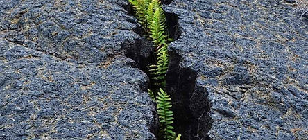 Symbol fürs Finden von Mut & Stärke in herausfordernden Lebensphasen und beruflichen oder privaten Veränderungen in Stressablage in Steyr oder Linz