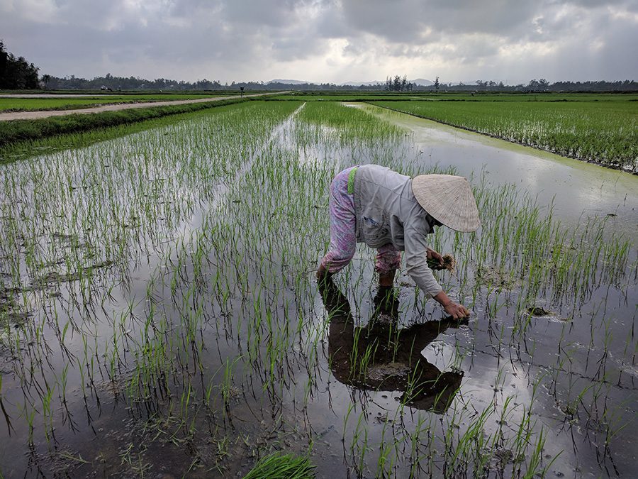 Vietnamese farmers harvesting rice in a field, smiling at the camera
