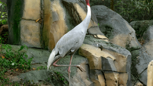 Ultimate Guide to Bird Watching in Siem Reap