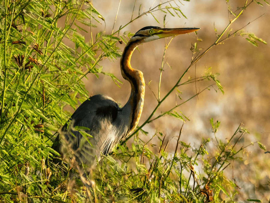 A purple heron standing in the wetlands of Hoi An, near Da Nang.