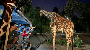 5 Best Night Safaris in Thailand to Experience Nocturnal Wildlife
