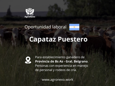 Capataz Puestero