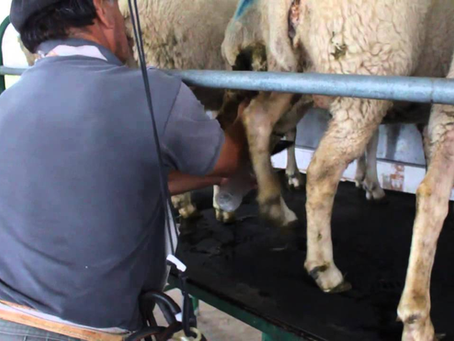 Oportunidad Laboral para pareja, en importante tambo de ovejas en Maldonado.