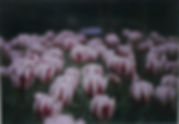 purple passion.jpg