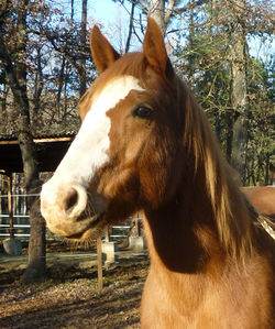 sonny photo
