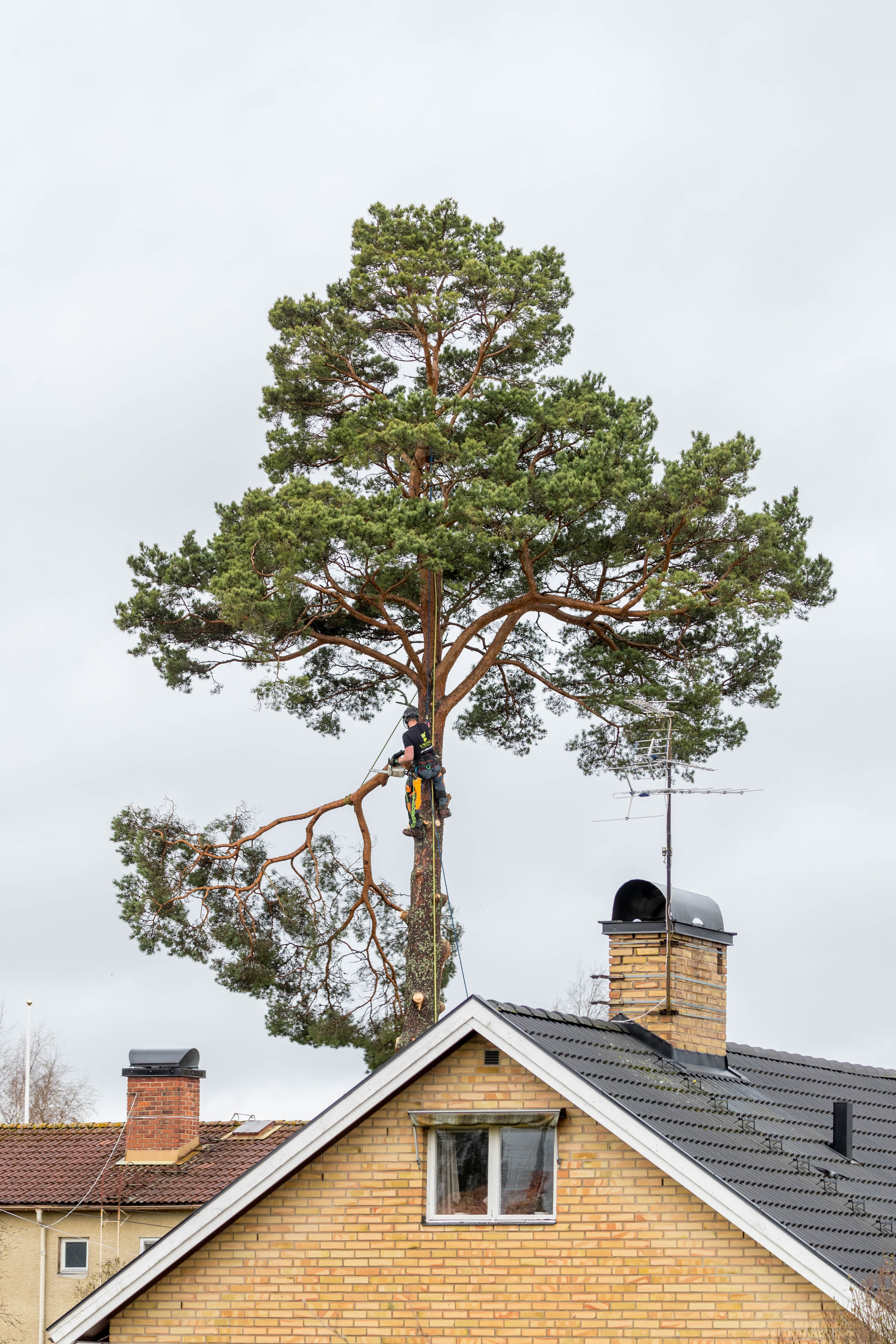 Viking Arborist Karlstad och hela Värmlands för trädfällning och beskärning