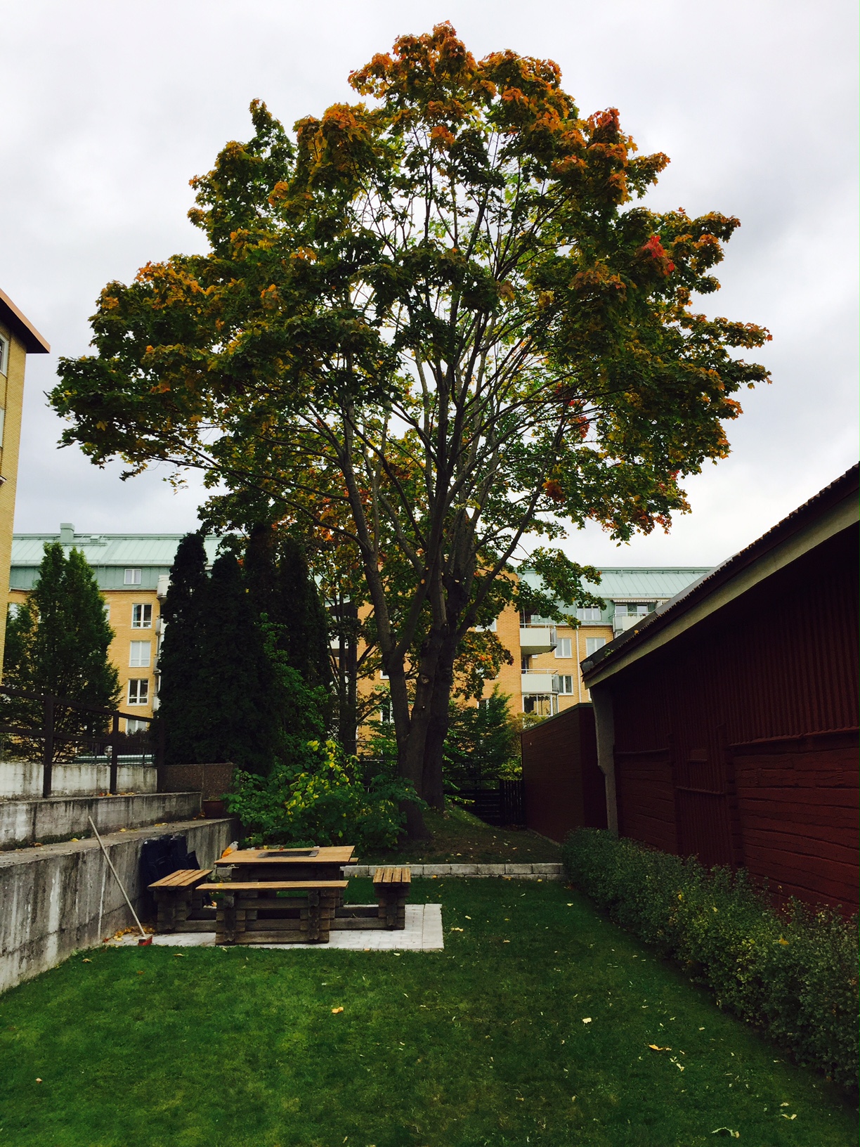Viking Arborist Karlstad och hela Värmlands för trädfällning och beskärning