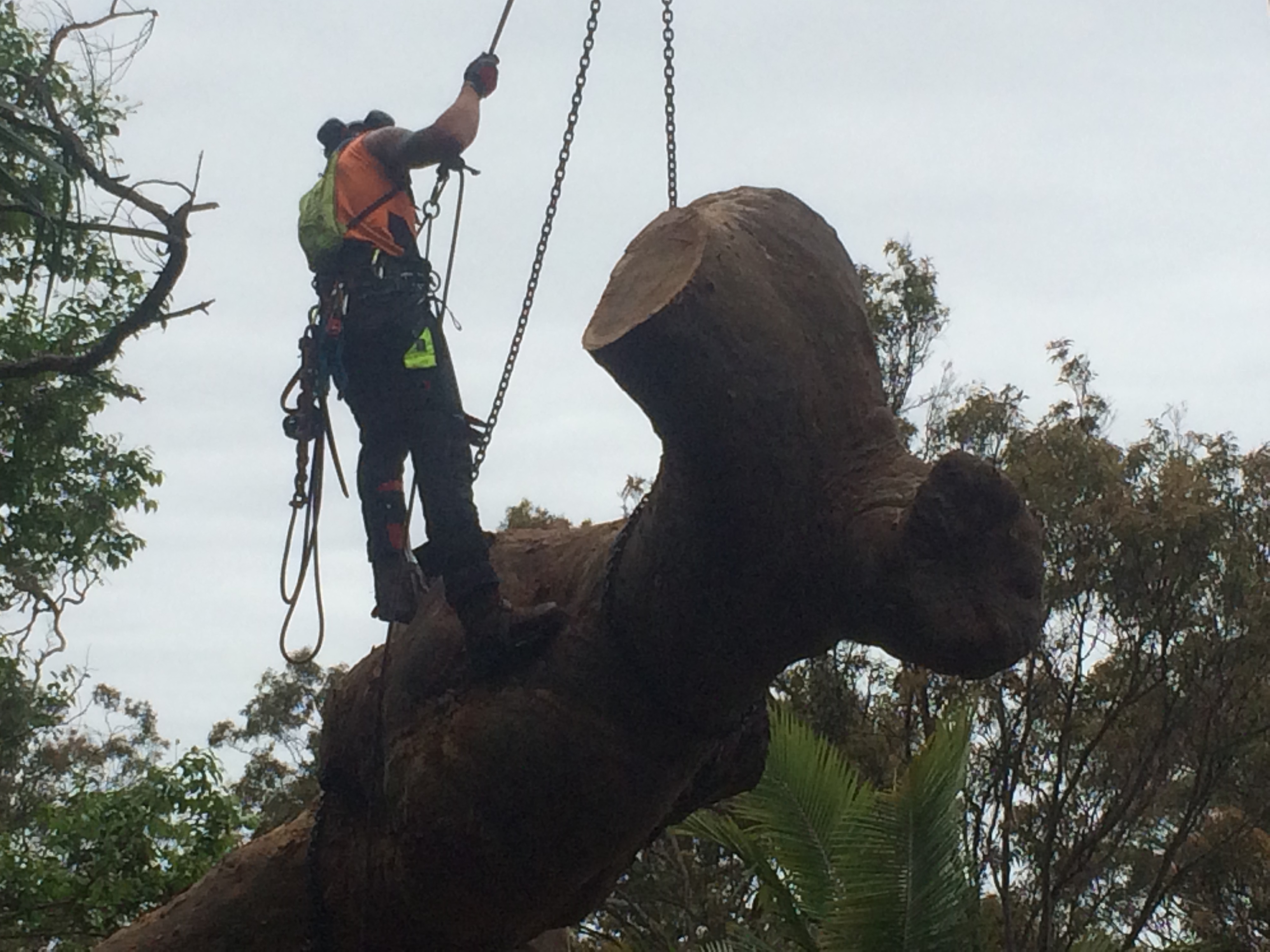 Viking Arborist Karlstad och hela Värmlands för trädfällning och beskärning