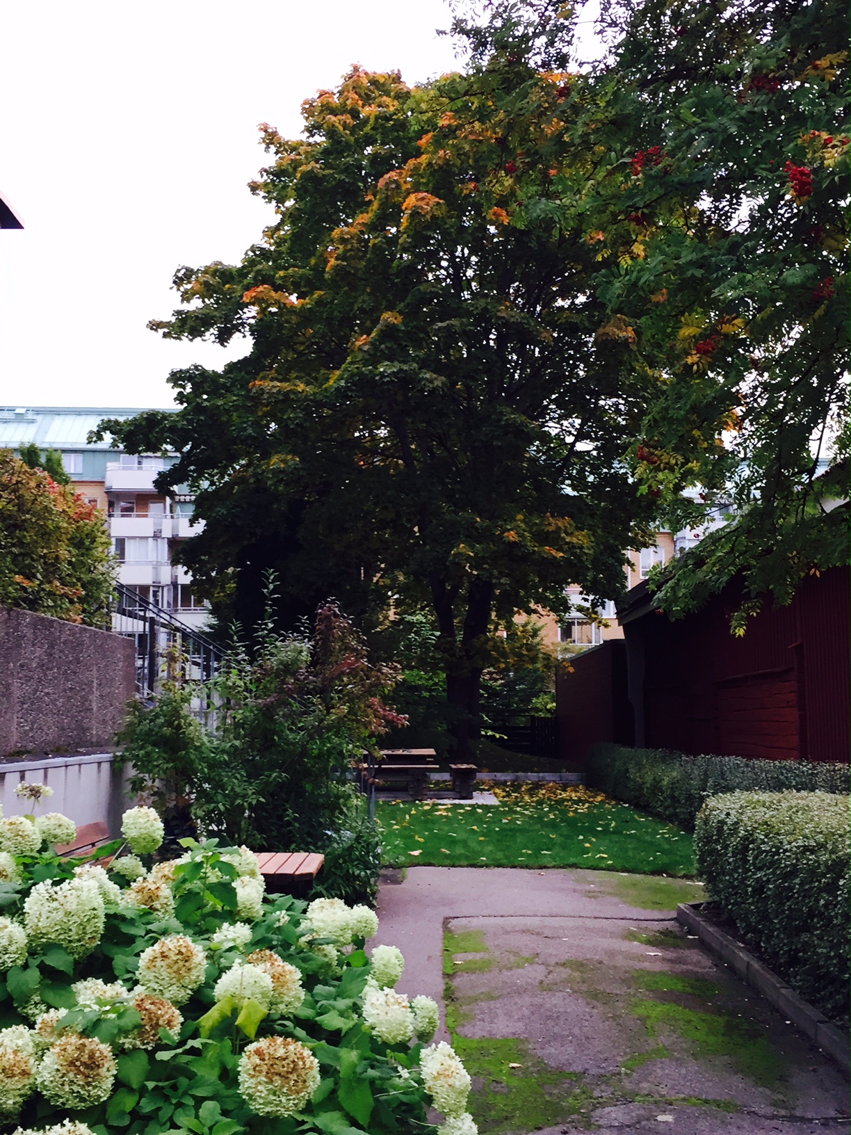 Viking Arborist Karlstad och hela Värmlands för trädfällning och beskärning