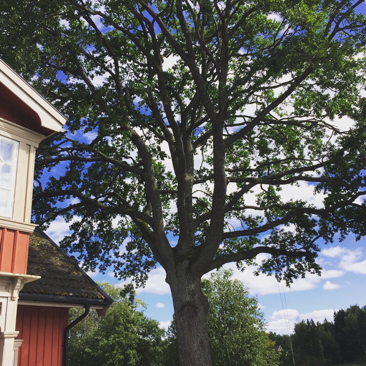 Viking Arborist Karlstad och hela Värmlands för trädfällning och beskärning