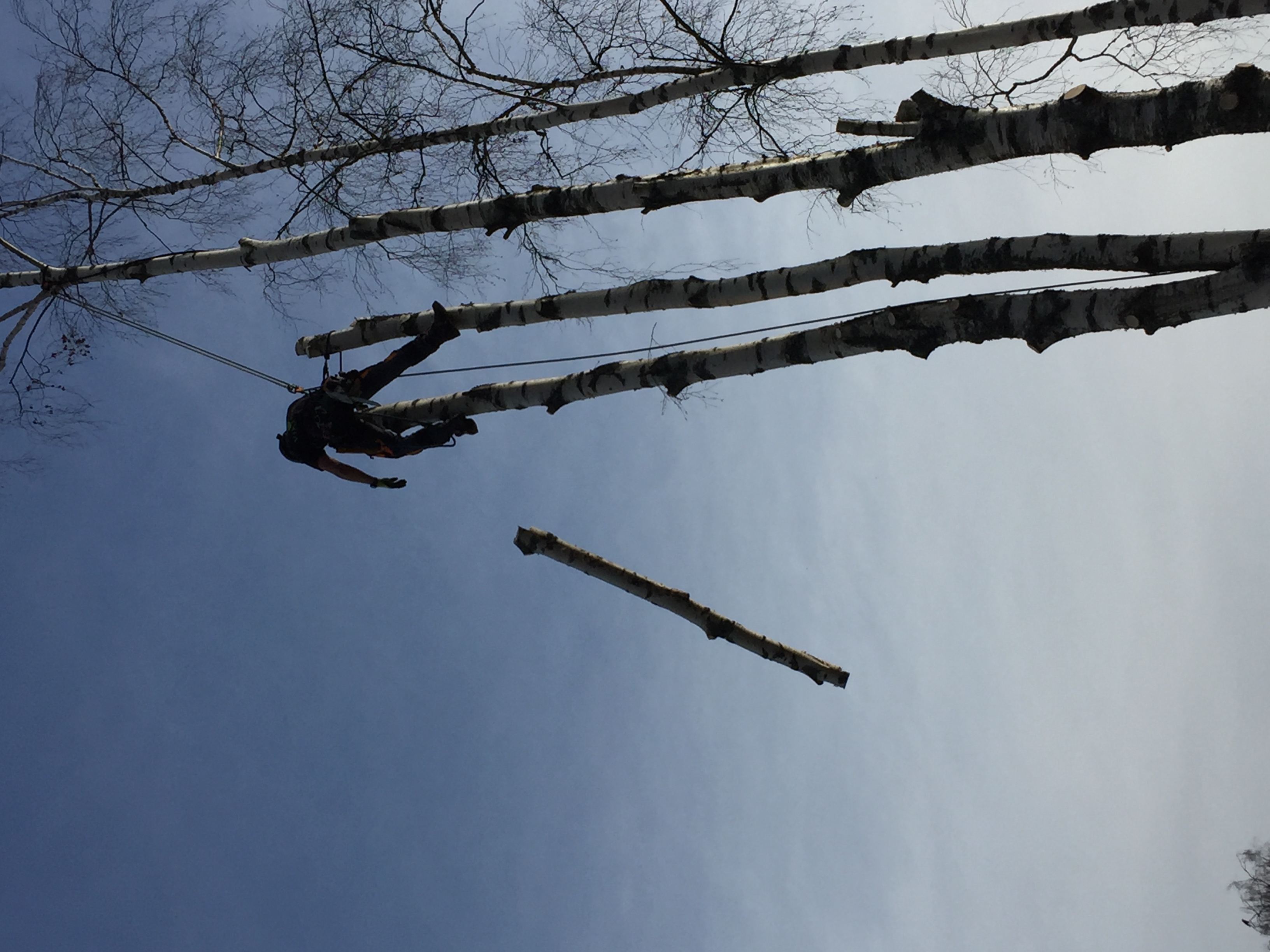 Viking Arborist Karlstad och hela Värmlands för trädfällning och beskärning