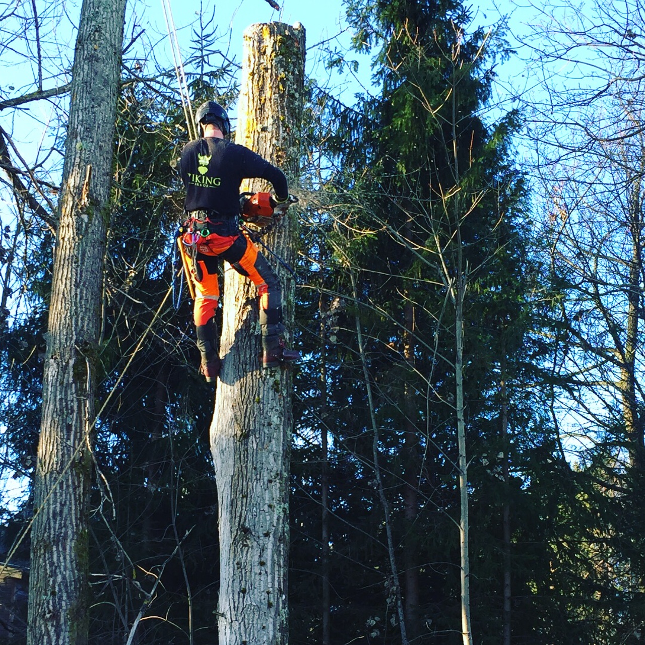 Viking Arborist Karlstad och hela Värmlands för trädfällning och beskärning