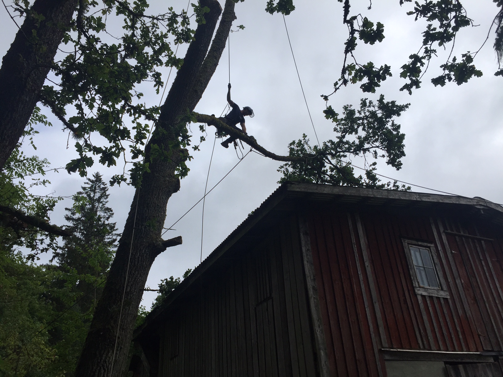 Viking Arborist Karlstad och hela Värmlands för trädfällning och beskärning