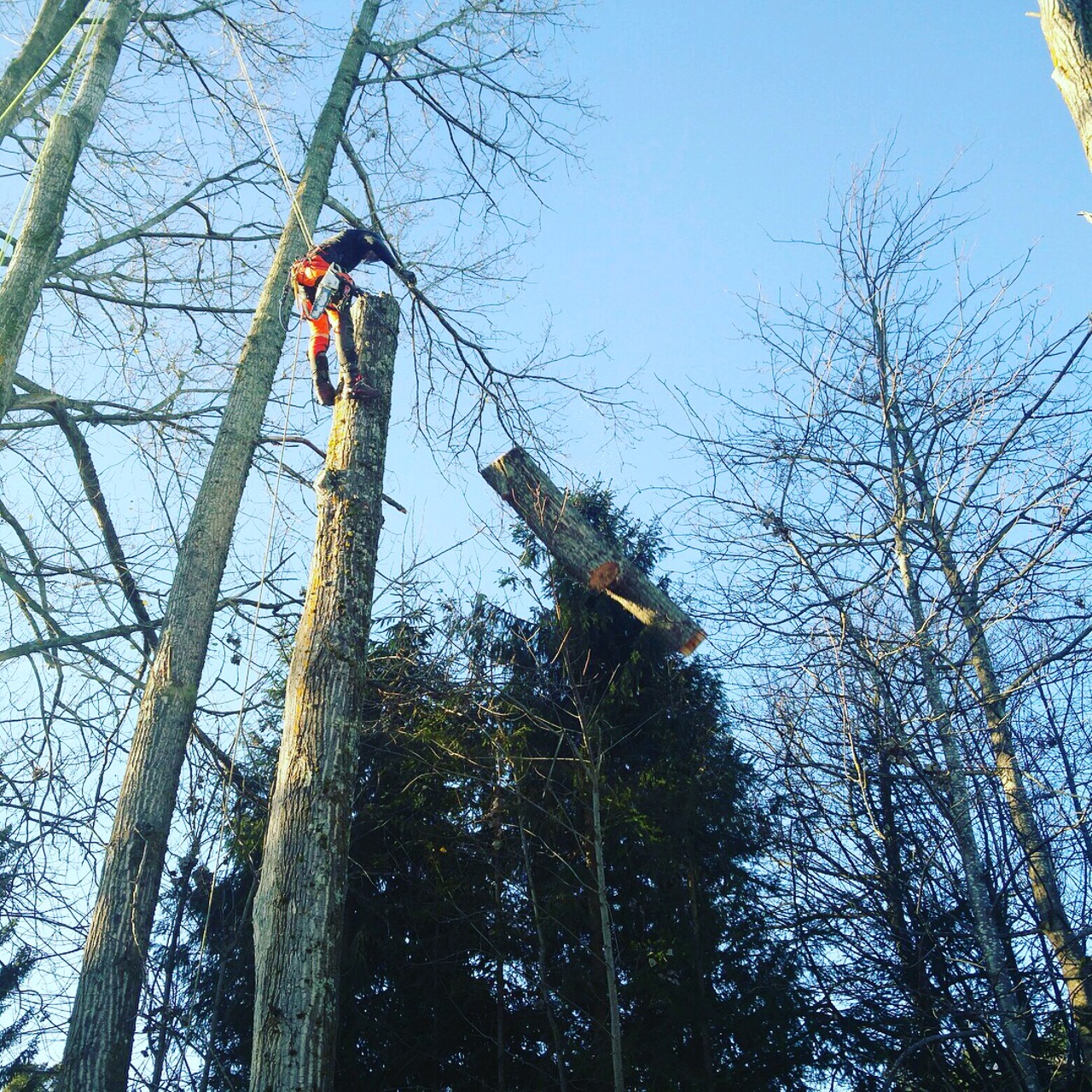 Viking Arborist Karlstad och hela Värmlands för trädfällning och beskärning
