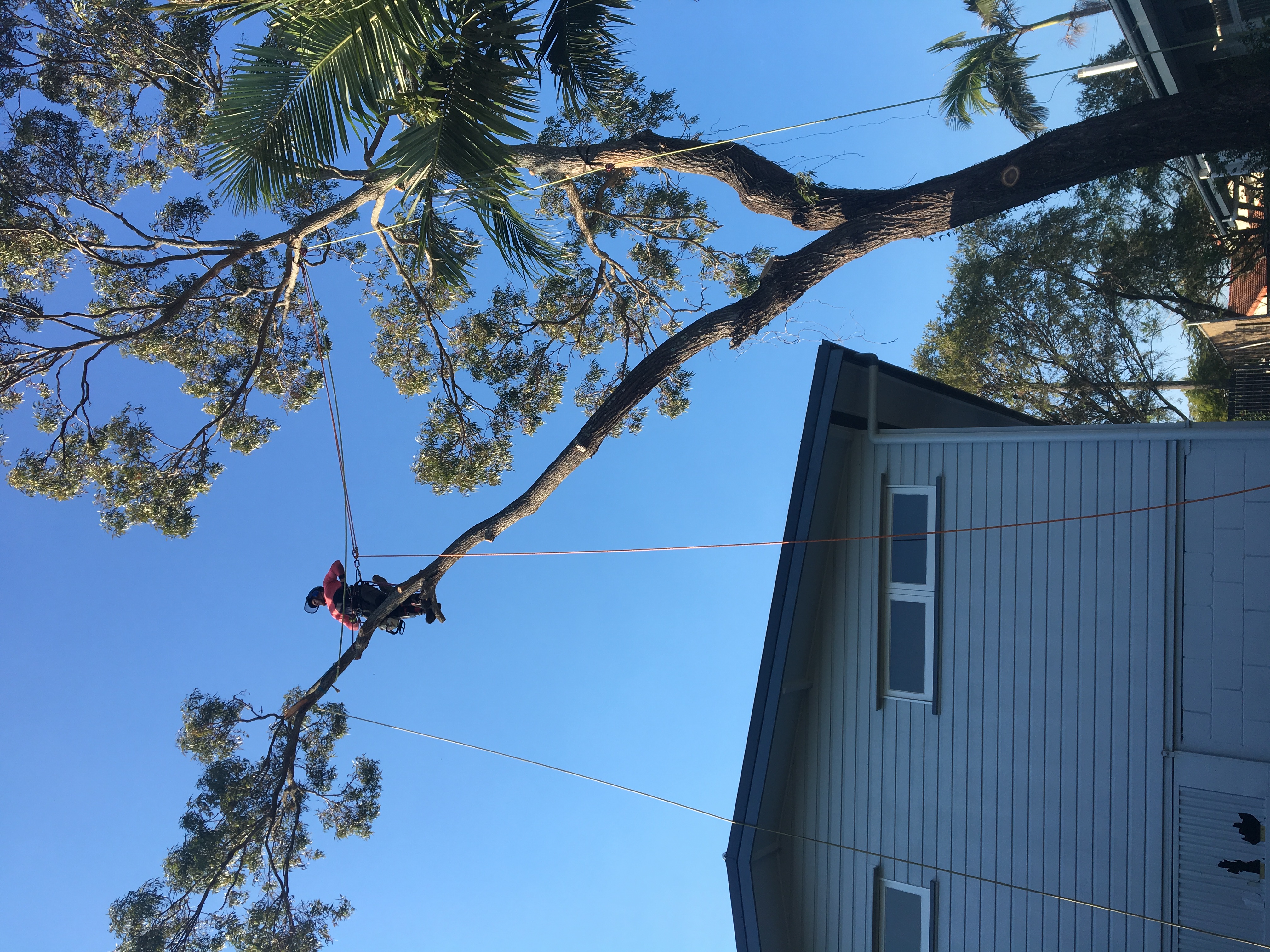 Viking Arborist Karlstad och hela Värmlands för trädfällning och beskärning