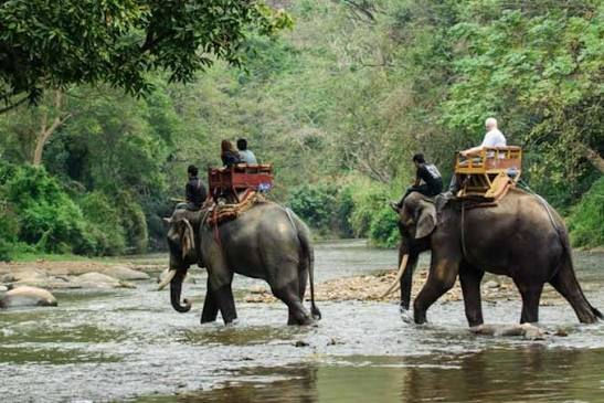 Willife Kerala.jfif
