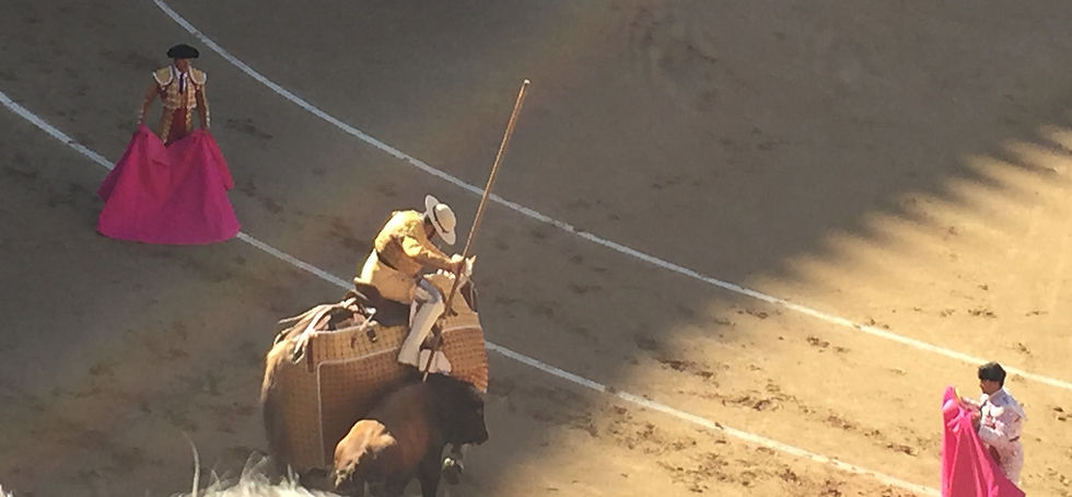 A Picador stabbing the bull viciously on its back during the bullfight