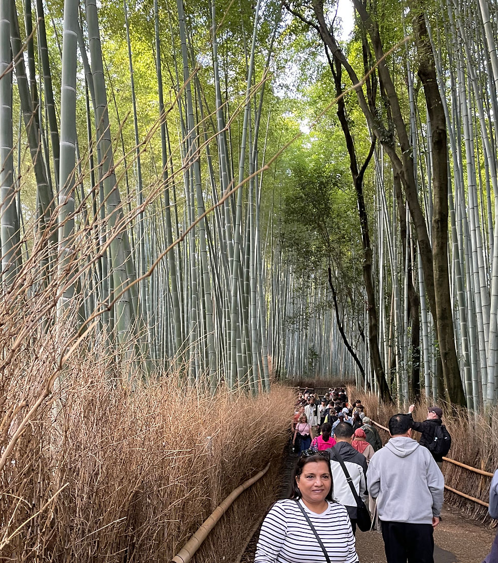 The 500-metre-long Corridor of the Arashiyama Bamboo Forest