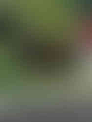 Colorful flower beds at Butchart Gardens Victoria BC