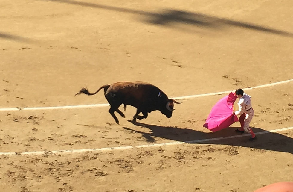 A bull charges at the cape in bullfighting arena at Plaza de Toros Madrid