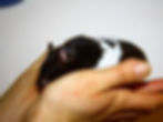 Hamsteri
