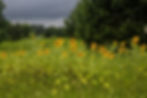 2025_5508_meandering copy_2500