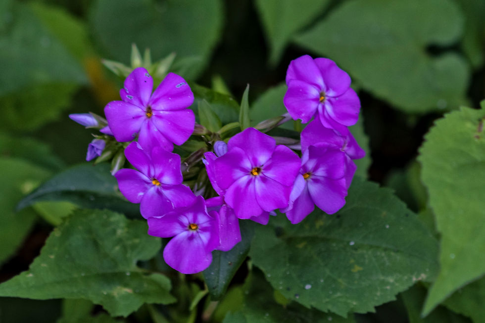2025_3254_meadow_DBG_edited