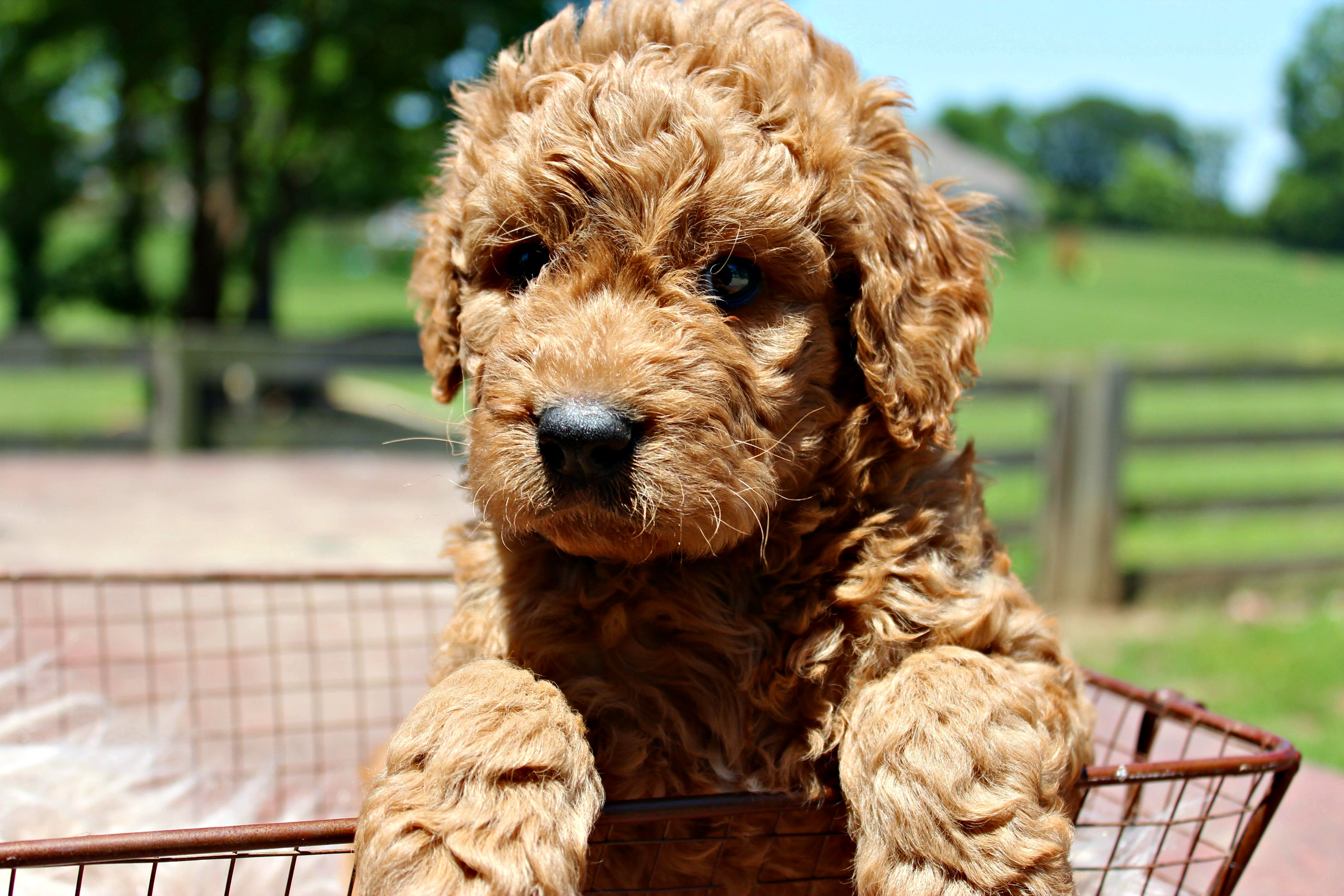 petsmart dog life jacket