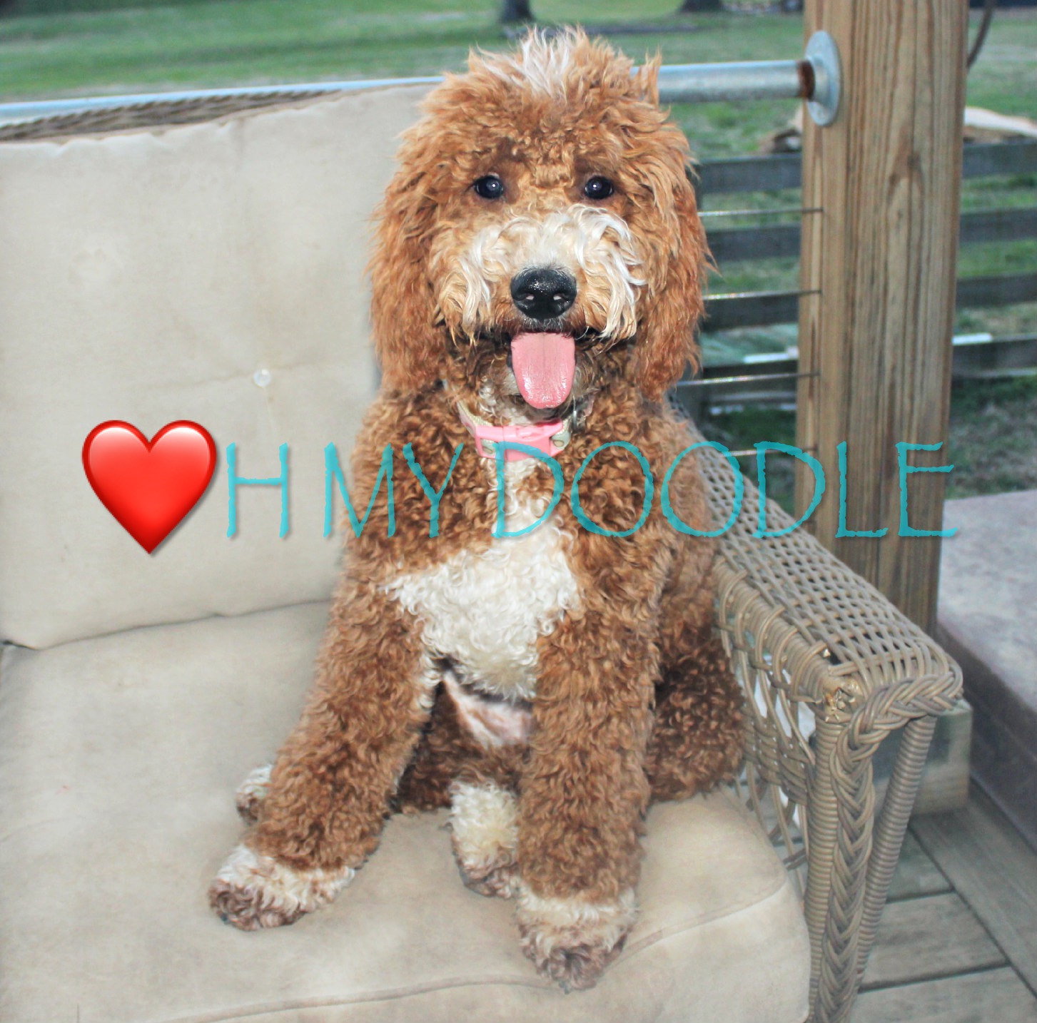 apricot tuxedo goldendoodle