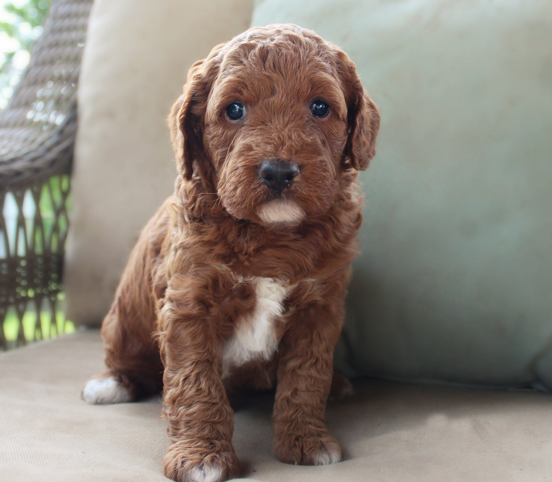 apricot tuxedo goldendoodle