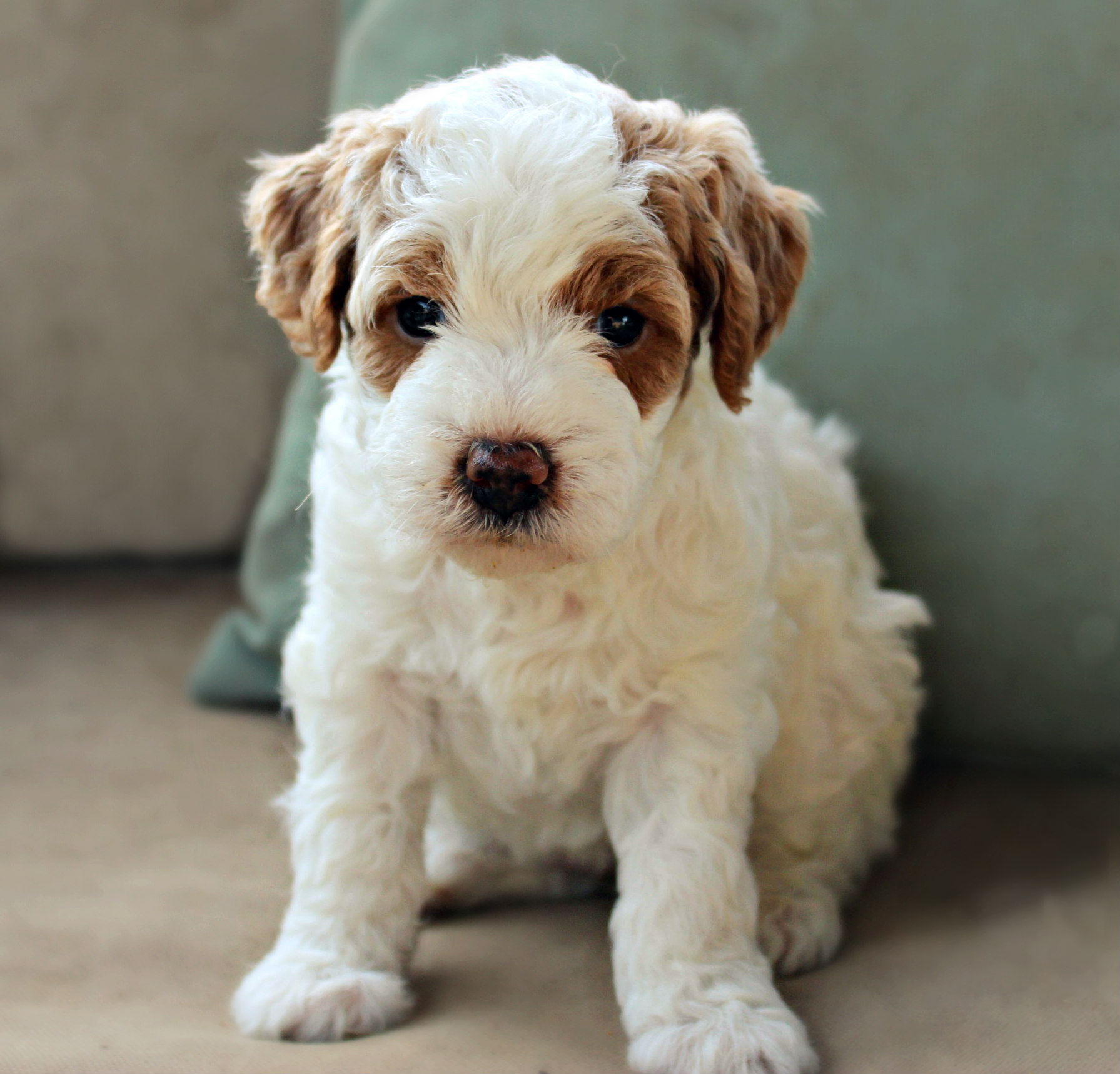 parti goldendoodle puppies