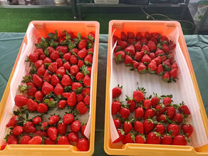 【お知らせ】サンパティオおの（小野市）へ、採れたていちごの出荷が始まりました！