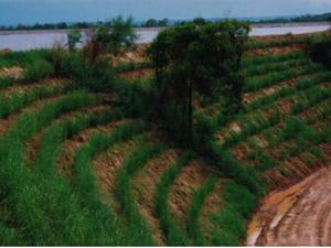 Vetiver Grass Technology Australia