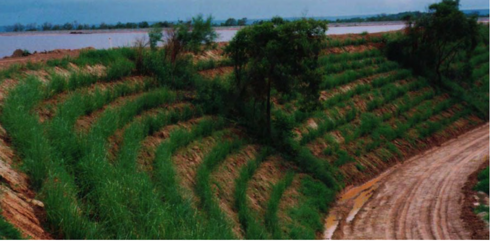 Vetiver Grass Technology Australia