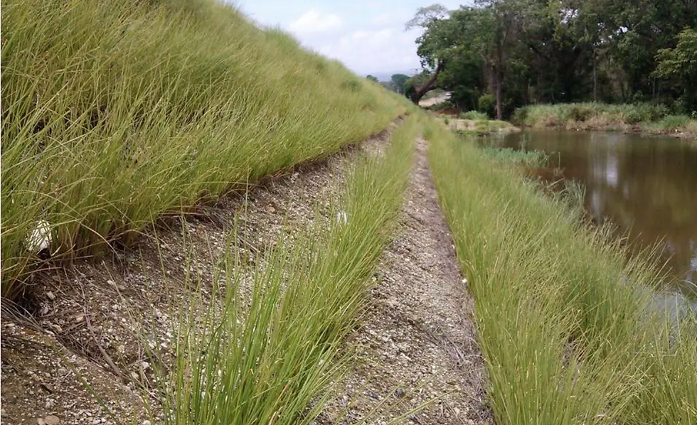 Vetiver Grass System Nature-Based Solution flood prevention, riverbank protection