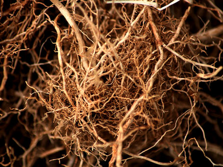 Do Vetiver Grass Roots Harm Soil Microbiota? Here’s the Science